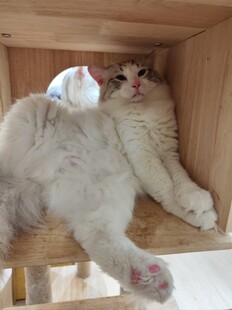 慵懒猫咪惬意躺于木架间