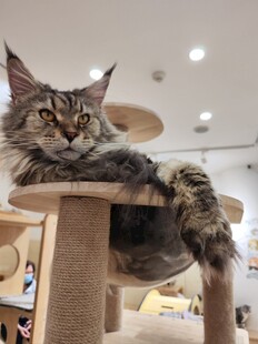 缅因猫惬意趴猫爬架
