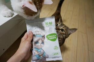 猫咪好奇注视手中猫粮袋