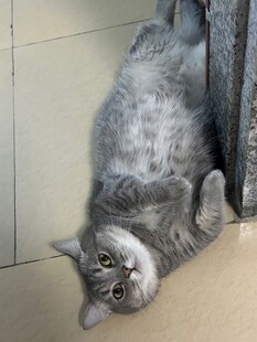 躺地卖萌的灰色猫咪