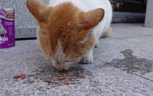 橘白猫咪低头嗅地上食物