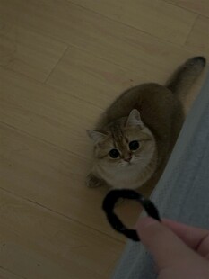 逗猫瞬间猫咪紧盯玩具