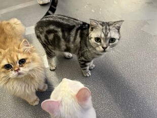 三只猫咪相聚的温馨时刻