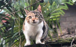 多彩猫咪于绿植间眺望