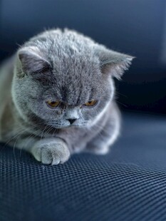 灰色猫咪趴坐沙发上