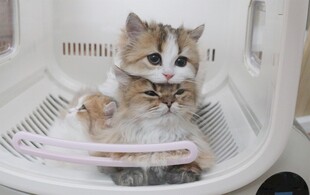 两只猫咪在白色容器内