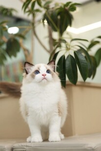 可爱布偶猫优雅站立