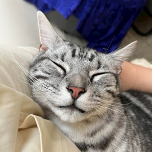 猫咪惬意享受温柔抚摸