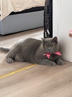 系红领结的灰猫惬意躺地
