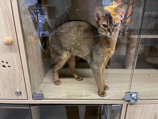 柜台上的可爱猫咪