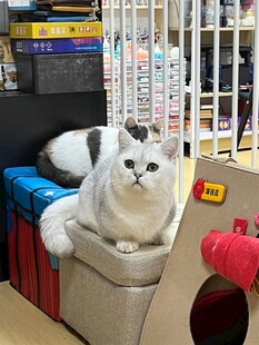 慵懒猫咪惬意躺坐货架间