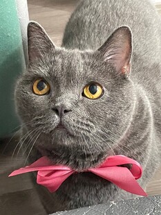 系粉蝴蝶结的灰猫