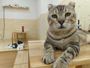 慵懒虎斑猫趴木质平台上