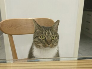 木椅上的可爱猫咪
