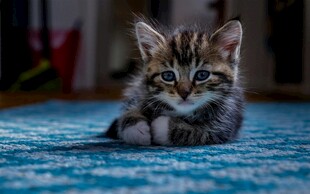 可爱小猫咪趴蓝色毯子上