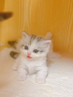 可爱小奶猫趴卧