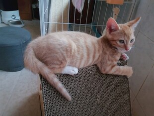 橘猫慵懒躺于猫抓板上