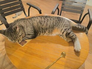 猫咪惬意躺于圆木桌