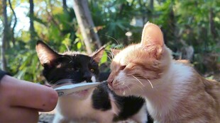 猫咪专注进食可爱瞬间