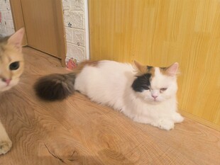 两只可爱猫咪趴木地板上