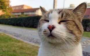 眯眼享受的可爱猫咪