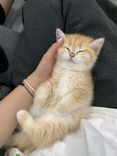 被抚摸的惬意小橘猫