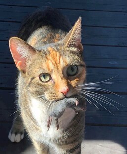 猫咪叼着老鼠的瞬间