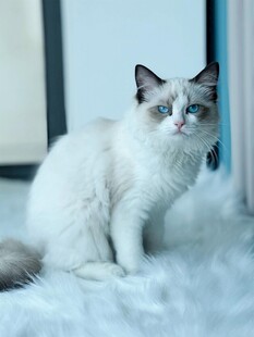 可爱布偶猫坐于毛绒垫上