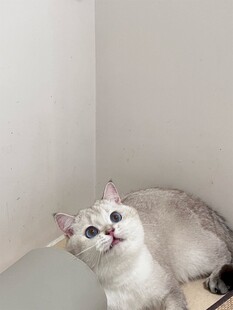 仰头卖萌的可爱小猫咪