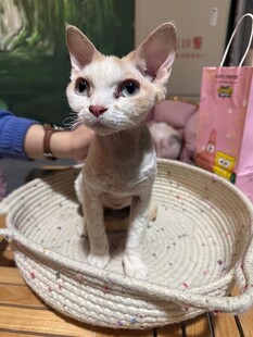 无毛猫坐在编织猫窝中