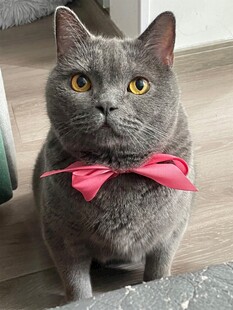 戴粉领结的可爱灰猫咪