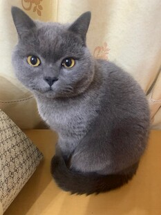 可爱灰蓝猫乖巧蹲坐