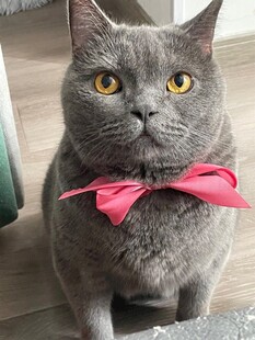 灰猫佩戴粉色领结