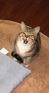 张嘴猫咪趴于舒适垫子上
