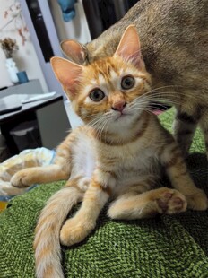 可爱橘猫惬意趴坐