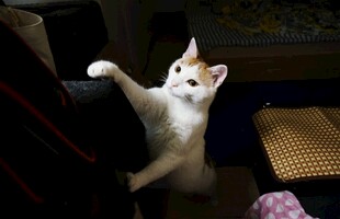 猫咪站立攀附人的腿