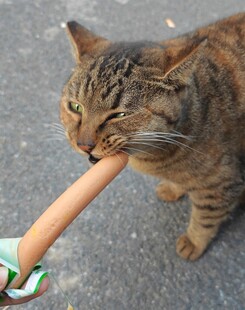 猫咪咬着人的脚趾玩耍