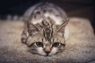 趴着的条纹猫咪