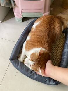 猫咪惬意躺窝被温柔抚摸