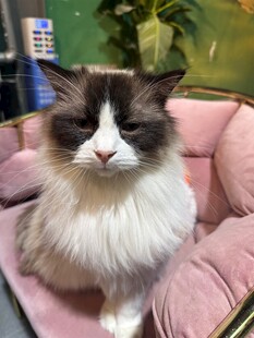 布偶猫端坐粉色小窝里