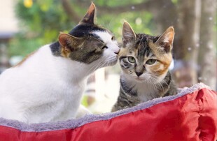 两只猫咪亲昵互动
