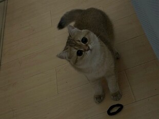 仰头猫咪与地上小物件