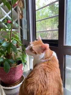 橘猫凝视窗边绿植