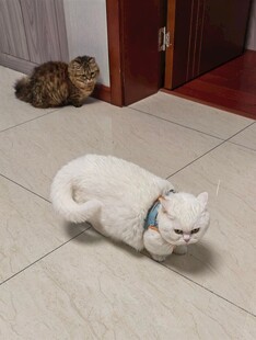 室内两猫姿态各异