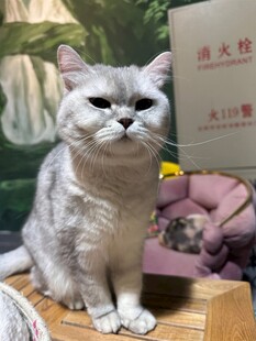 银渐层猫咪端坐木台上