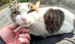 抚摸三色猫咪的温馨瞬间
