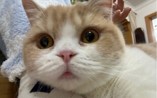 可爱猫咪瞪大眼睛萌态