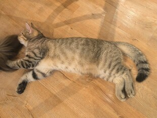 酣睡的条纹猫咪