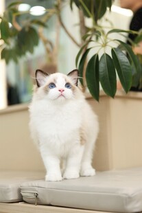 可爱布偶猫端坐室内