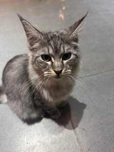 可爱长毛猫乖巧蹲坐